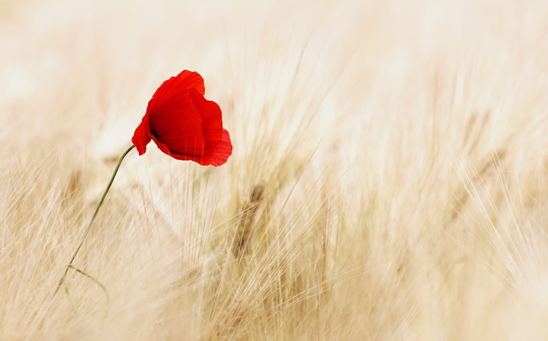 springtime, freshness, no people, red, flower head, cereal plant, close-up, wheat, plant, landscape, flower, poppy, widescreen, flowering plant