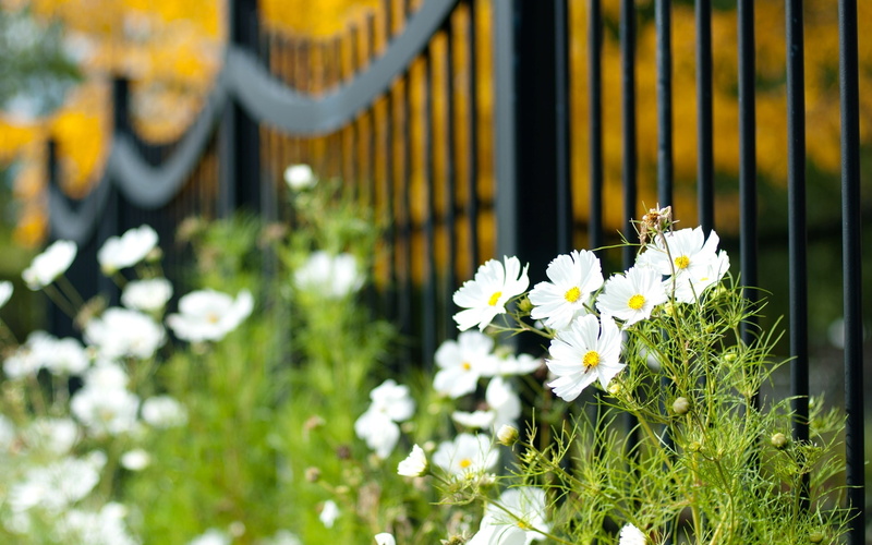 plant, gate, full screen, 1080P, background, macro, the fence, greens, vegetation, blur, s, widescreen, fullscreen, white, flowers