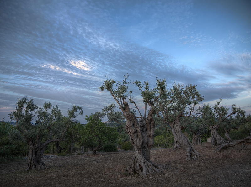 tree, mallorca, land, tranquility, mediterranean, plant, dramatic sky, tranquil scene, scenics - nature, spain, non-urban scene, Olive Trees, no people