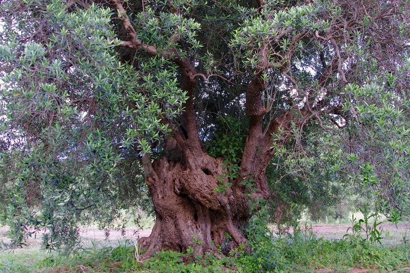 2K, forest, leafed, woodland, Olive Tree, trunk, field, tranquil scene, bark, nature, tree trunk, environment, beauty in nature, no people, root, green color