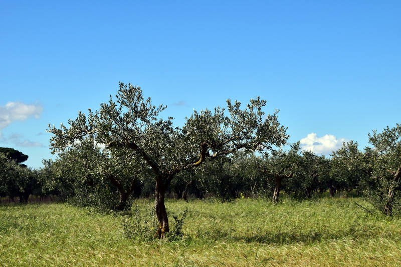 agriculture, tranquil scene, old tree, olive trees, non-urban scene, mediterranean, 5K, no people, tranquility, grass, nature, sky, landscape, olive grove