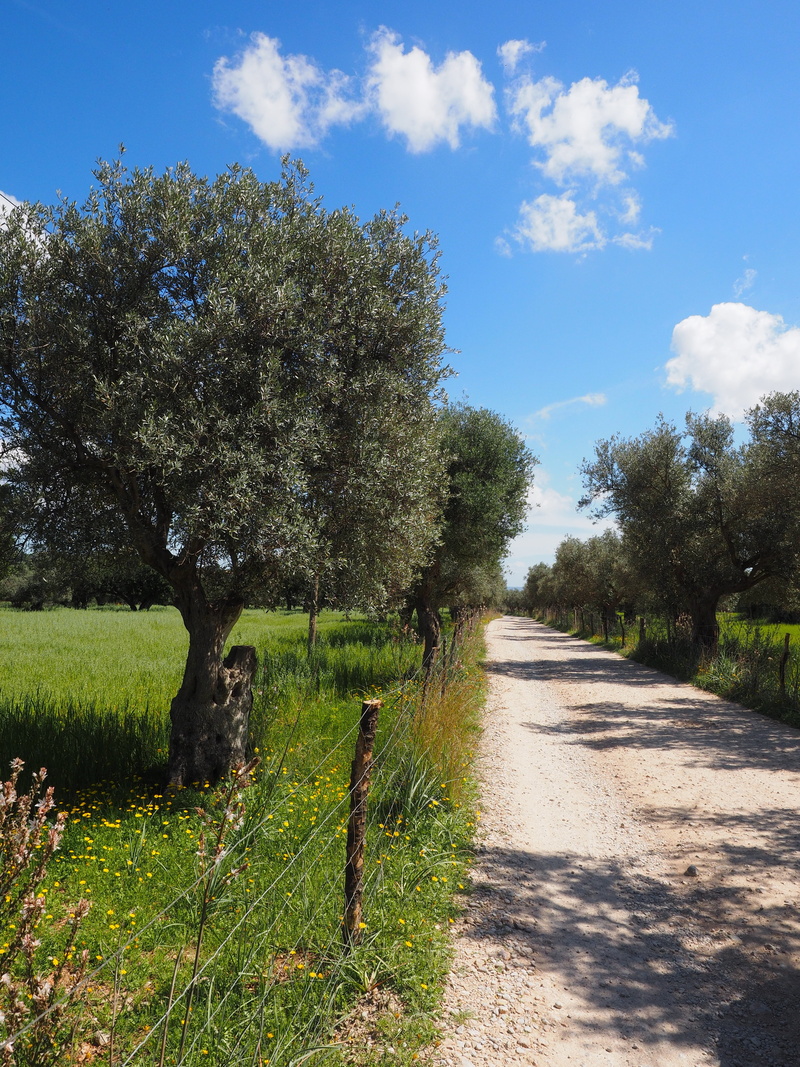 agriculture, green Color, grass, plantation, sunlight, olive tree, the way forward, tranquil scene, nature, olive grove, footpath, olive plantation, summer