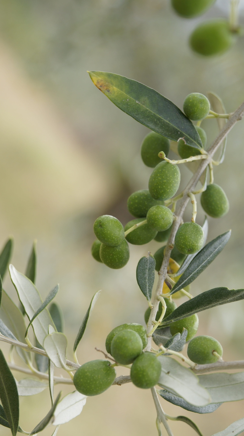 selective focus, 4K, close-up, food, plant, green color, focus on foreground, growth, tree, beauty in nature, healthy eating, tuscany, leaf, food and drink