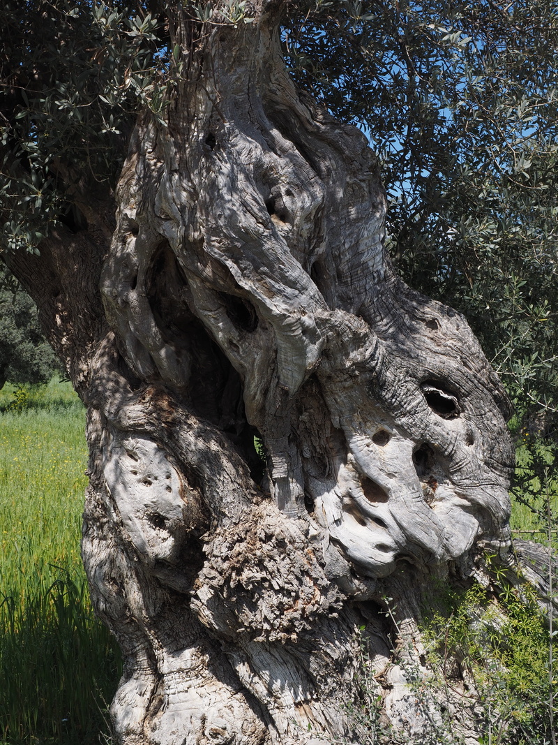 outdoors, daytime, growth, olive planting, tribe, field, non-urban scene, tranquility, beauty in nature, photo, rock, land, rough, agriculture, no people
