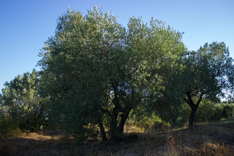 tranquil scene, 5K, land, Tuscany, scenics - nature, field, blue, olive grove, growth, green color, beauty in nature, Agriculture, day, Olive Tree, non-urban scene