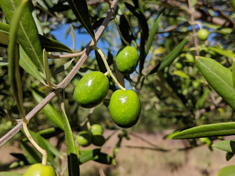 branch, plant part, close-up, growth, grove, day, green color, freshness, fruit, nature, 4K, agriculture, tree, plant, leaf, food, ripe, healthy, food and drink
