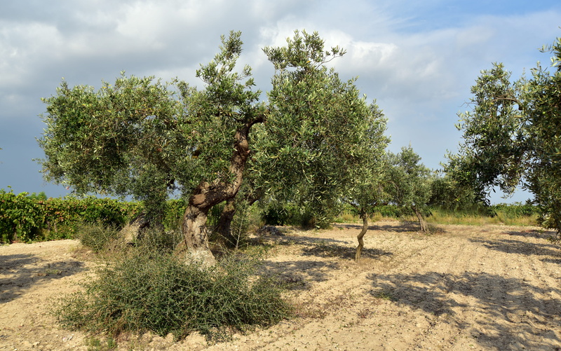 agriculture, olive garden, olives, field, plant, day, olive trees, tree, land, environment, tranquil scene, outdoors, landscape, beauty in nature, tranquility
