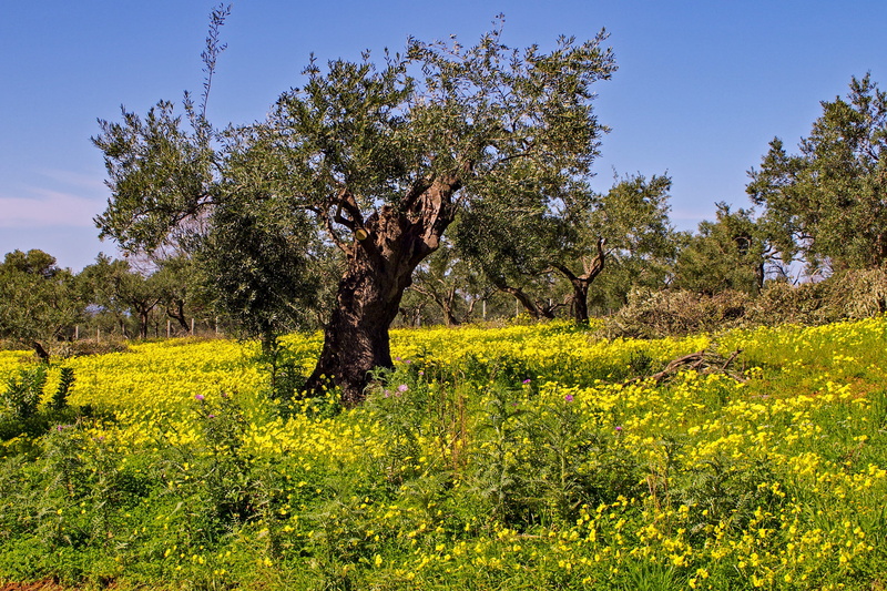 tree, yellow, growth, day, olive grove, trees, grass, mammal, foliage, sky, rural scene, beauty in nature, no people, nature, Clover, scenics - nature