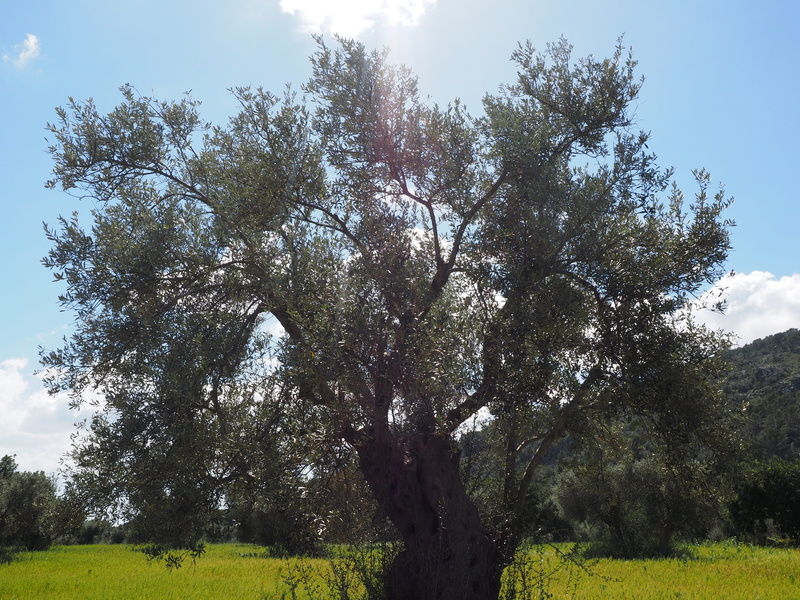 tranquil scene, environment, land, plant, sunlight, sky, tree, landscape, planting, scenics - nature, day, grass, agriculture, park, tranquility, green color
