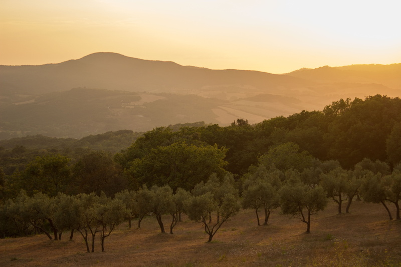 abendstimmung, tranquility, scenics, 5K, plant, animal, green, fog, trees, light, morning, nature, sunset, landscape, field, italy, beauty in nature, no people