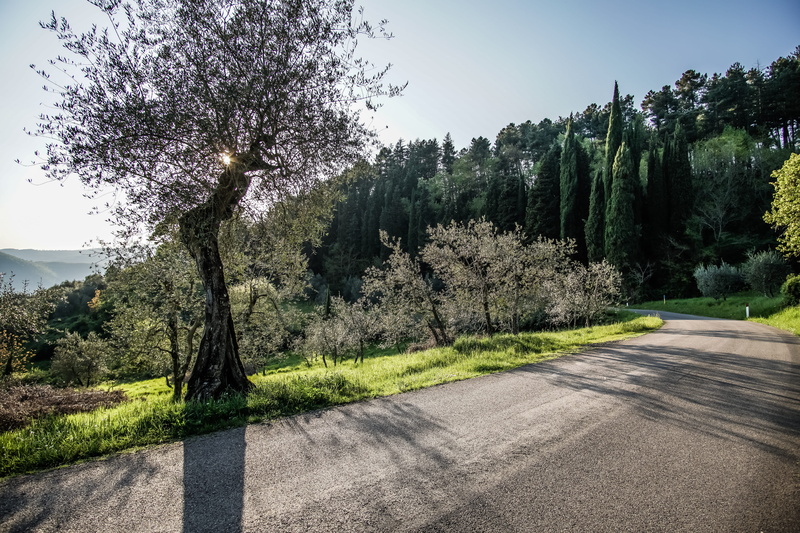 sunlight, the way forward, sky, landscape, land, italy, grove, light, growth, florence, nature, long, bagno a ripoli, environment, tranquility, beauty in nature