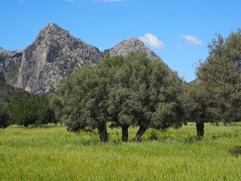 plantation, mallorca, outdoors, environment, olive cultivation, blue, field, green color, landscape, nature, olive tree, olive grove, non-urban scene, leaf