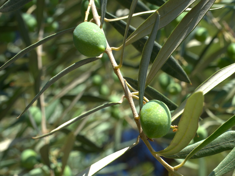 day, olive branch, growth, eat, outdoors, olive grove, olive garden, wellbeing, olive, focus on foreground, olives, food, no people, food and drink, healthy eating