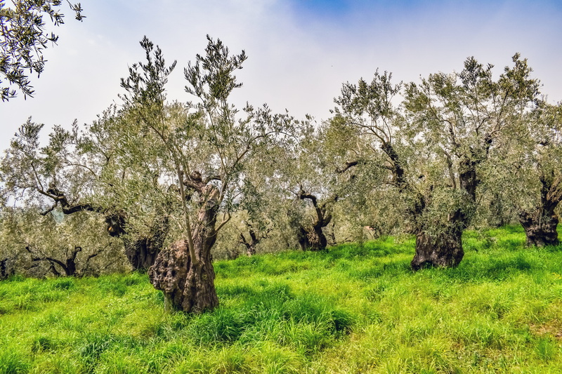 flower, pelio, mediterranean, olive grove, sky, tranquil scene, beauty in nature, nature, spring, scenics - nature, field, tree, growth, scenery, day, olive tree