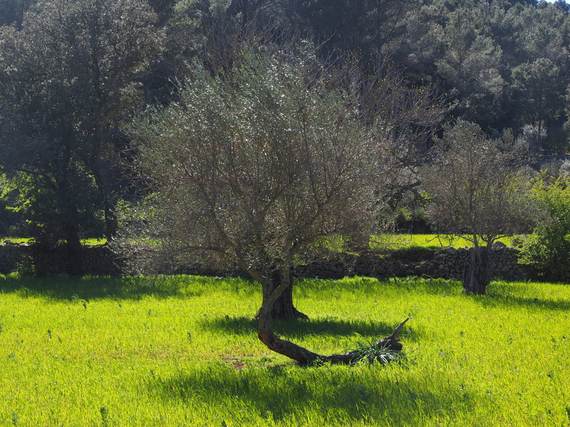 tree trunk, olive planting, 4K, Olive Tree, trunk, agriculture, olive plantation, land, plant, tranquility, no people, tree, scenics - nature, grass, green color