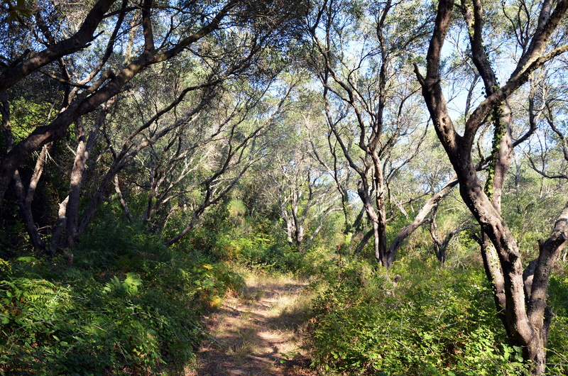 olive grove, land, oilseed, rural Scene, scenics, tree, away, landscape, branch, 2K, forest, outdoors, footpath, trees, no People, sunlight, Olives, plant