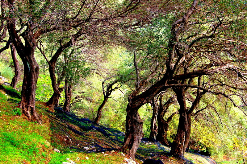 non-urban scene, mediterranean, plantation, branch, tranquil scene, trunk, corfu, growth, plant, outdoors, day, tree trunk, tranquility, forest, landscape