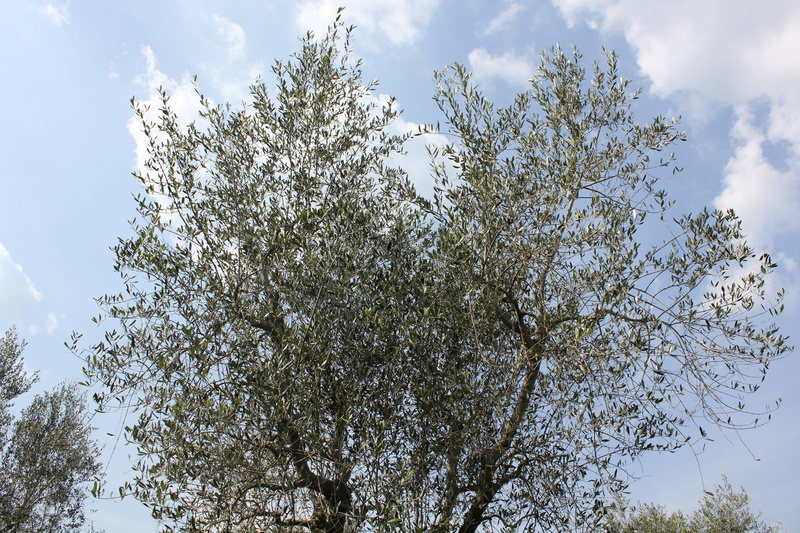 flower, tranquility, blossom, springtime, 5K, flowering plant, cultivate, sky, cherry blossom, olive plants, white color, tree, olive grove, growth, organic