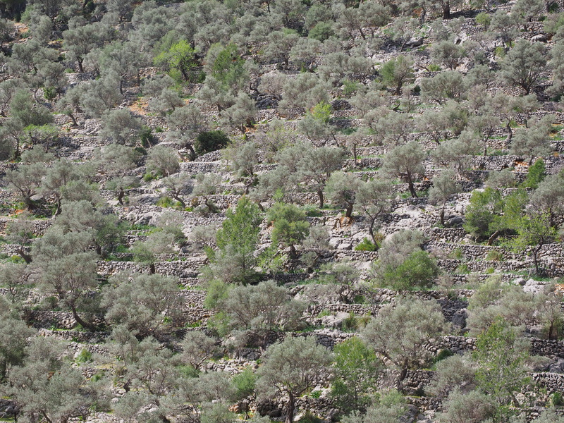 olive plantation, land, olive harvest, beauty in nature, Slope, scenics, nature, rocky, wall, rock, growth, scenics - nature, tranquil scene, no people