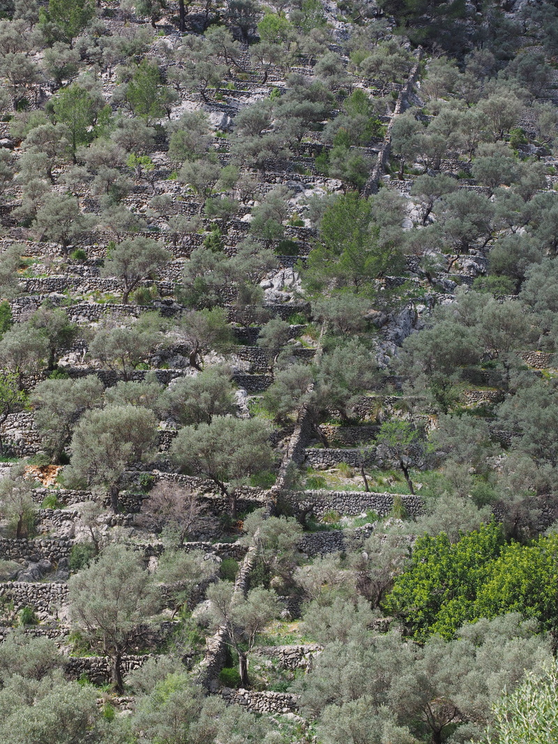olive harvest, land, no people, mountainside, beauty in nature, wall, growth, plant, tranquil scene, tree, landscape, slope, olive plantation, olive grove