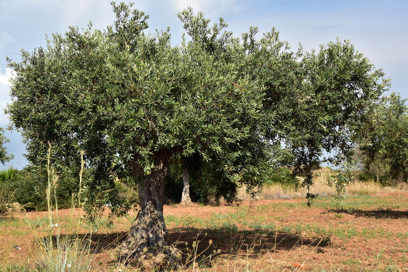 olive tree, sky, land, vegetation, tranquil scene, tranquility, summer, planting, olive field, warm, no people, growth, sicily, landscape, beauty in nature