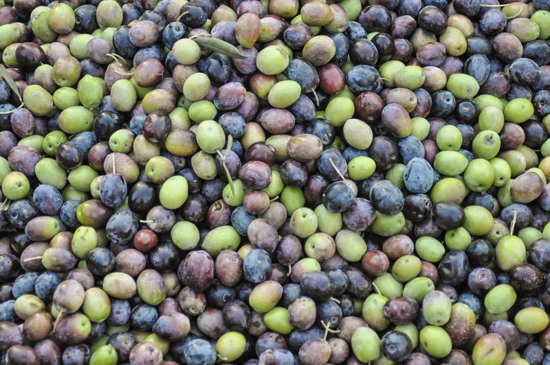 food, green, fruit, food and drink, wellbeing, olives, healthy eating, olive plantation, olive trees, freshness, 4K, omega, green olives, grey, high angle view