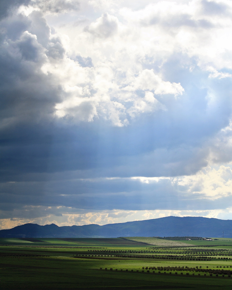 rural Scene, cloudy, scenics, farm, groves, green  spring, olive, outdoors, clouds, north  africa, sun  green, Olive groves, cloud - Sky, Volubilis, Moulay  Idriss