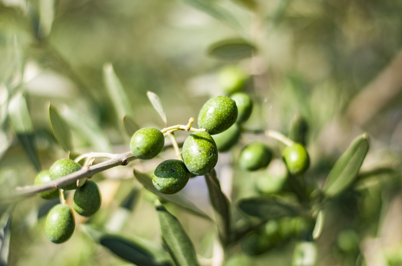 plant part, fruit, ripe, nature, day, Green, garden, green color, olive branch, leaf, food and drink, food, olive, outdoors, 4K, green, growth, close-up