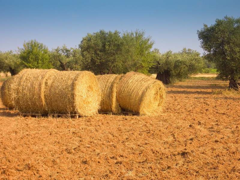 nature, olive, plant, bale, rural, Olive, green, grass, Tree, land, countryside, landscape, tranquil scene, tranquility, farm, outdoors, summer, mediterranean
