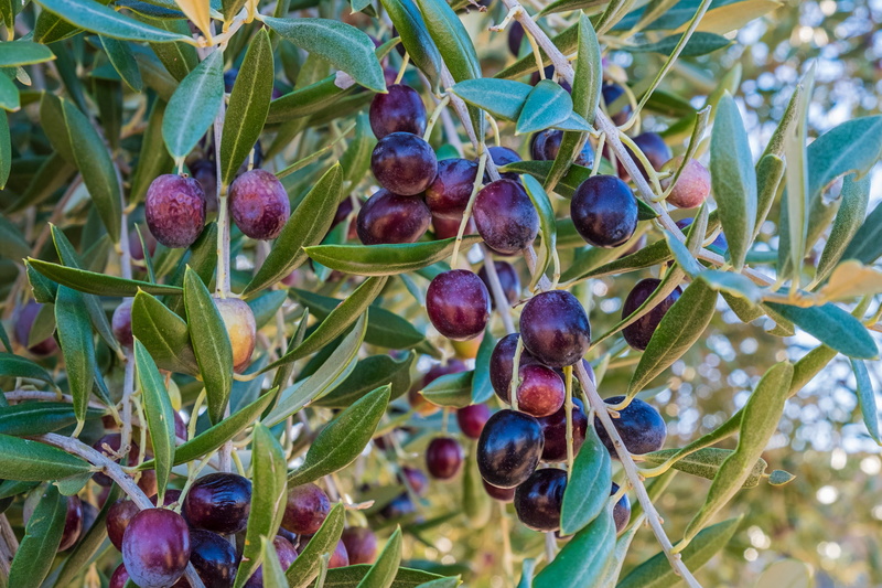 food and drink, day, freshness, growth, green, plant part, no people, food, berry fruit, tree, harvest, healthy eating, nature, plant, leaf, green color