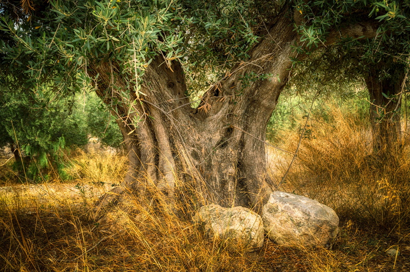 nature, animals in the wild, no people, sunlight, trunk, beauty in nature, age, animal themes, plant, tranquility, olive, tree trunk, day, growth, tree