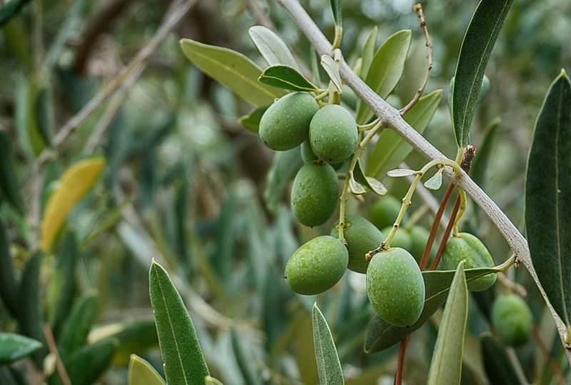 close-up, leaf, focus on foreground, no people, france, unripe, agriculture, olive, tree, plant part, green color, growth, proence, olive tree olive leaves