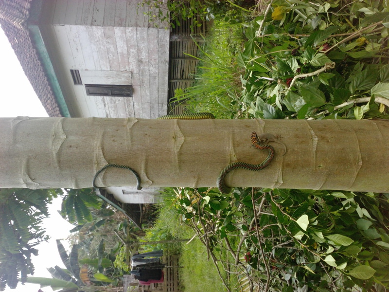 terbang, snack, 2K, animals, flying, oray, ular