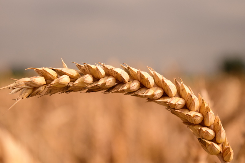 copy space, close, day, no people, 5K, growth, food, gold Colored, brown, summer, ripe, barley, map, close-up, rural Scene, postcard, wheat, agriculture