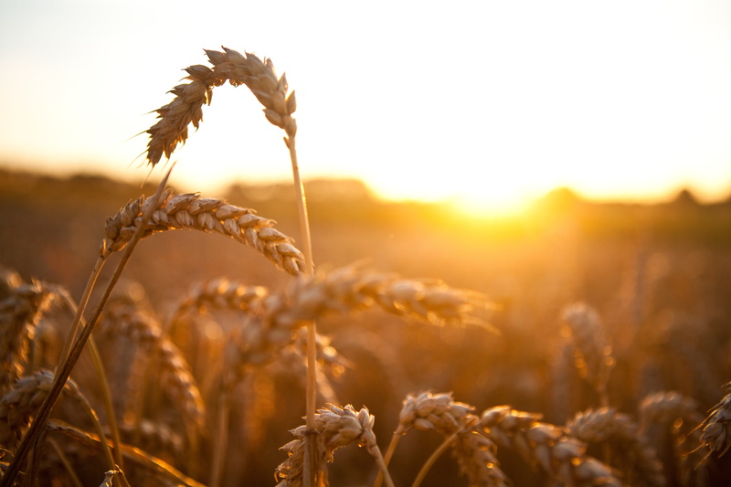 farm, food and drink, sunset, growth, beauty in nature, crop, summer, landscape, hour, sun, sky, land, sunshine, cereal, gold colored, field, nature, sunlight
