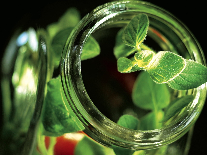 herb, homeopathic medicine, selective focus, indoors, 720P, basil, no People, alcohol, medicine, pot, transparent, nature, green, focus on foreground