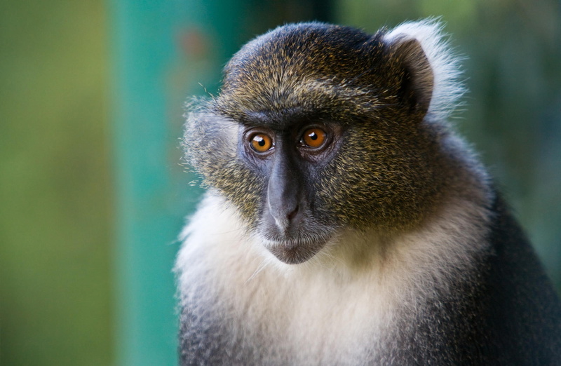 photography, animal body part, animals in the wild, animal wildlife, gray, Monkey, animal eye, mammal, contemplation, animal themes, day, focus on foreground
