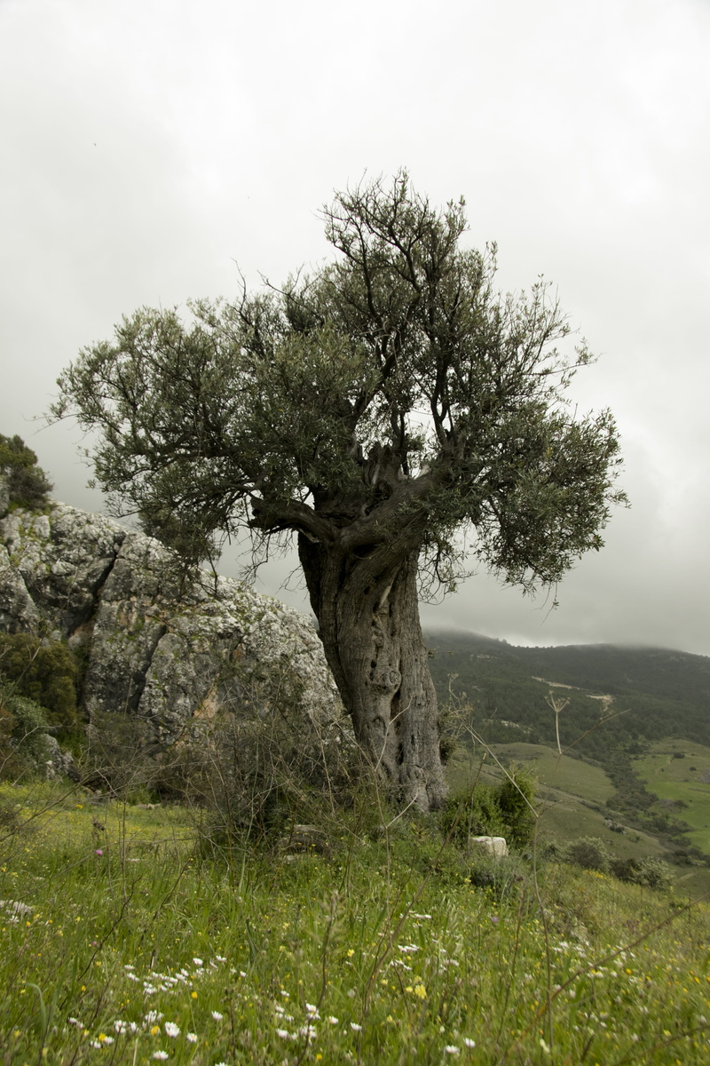 nature, sky, field, cloud - sky, scenics - nature, olive, tranquil scene, leafs, country side, grass, land, landscape, paphos, no people, climbing, beauty in nature