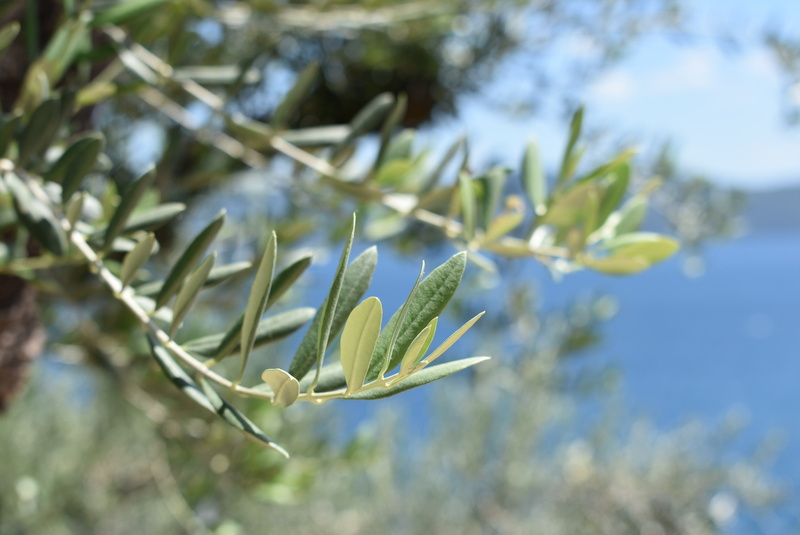 selective focus, tranquility, trees, nature, greece, green color, olive tree, flower, vulnerability, outdoors, beauty in nature, no people, freshness, day