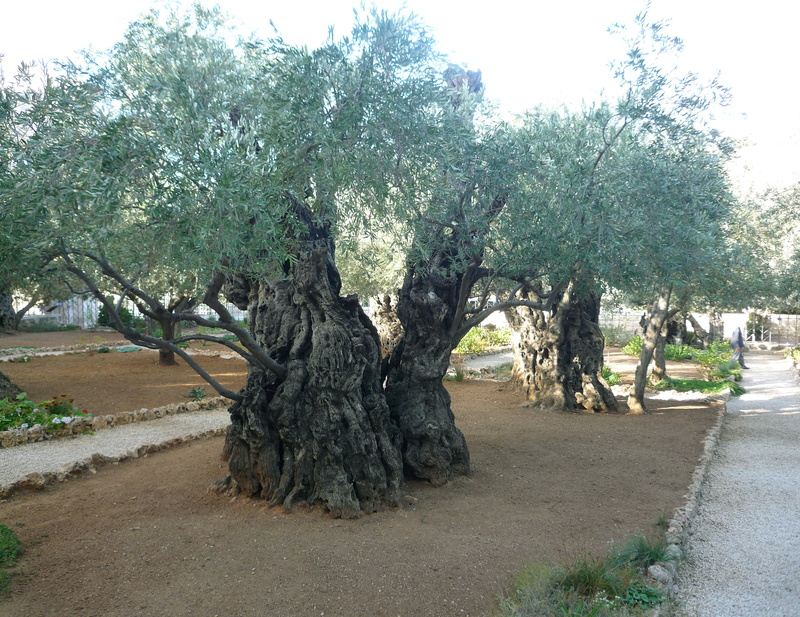 trunk, olive trees, tree, beauty in nature, sky, treelined, no people, footpath, outdoors, growth, tranquil scene, road, tree trunk, israel, jerusalem