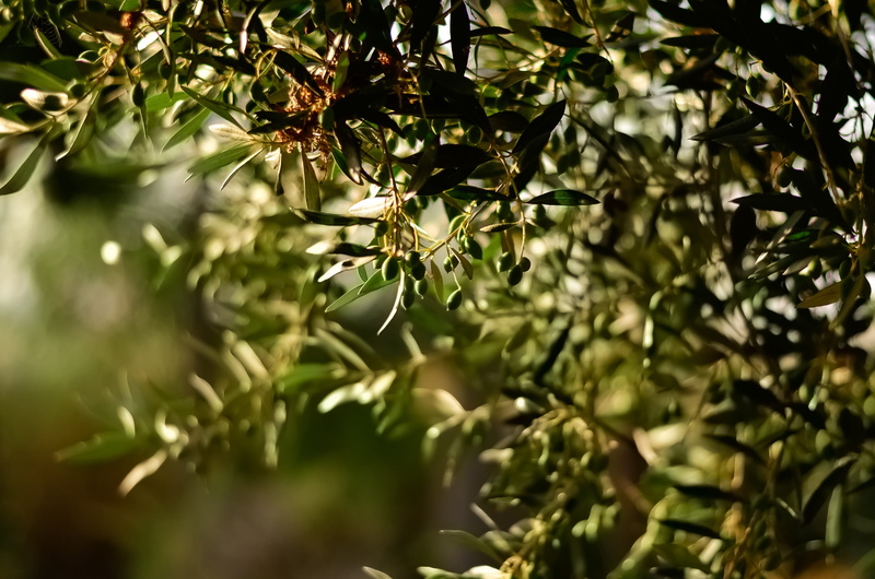 focus on foreground, wet, fruit, selective, close-up, olives, no people, selective focus, beauty in nature, photo, blur, growth, green color, leaves, grow