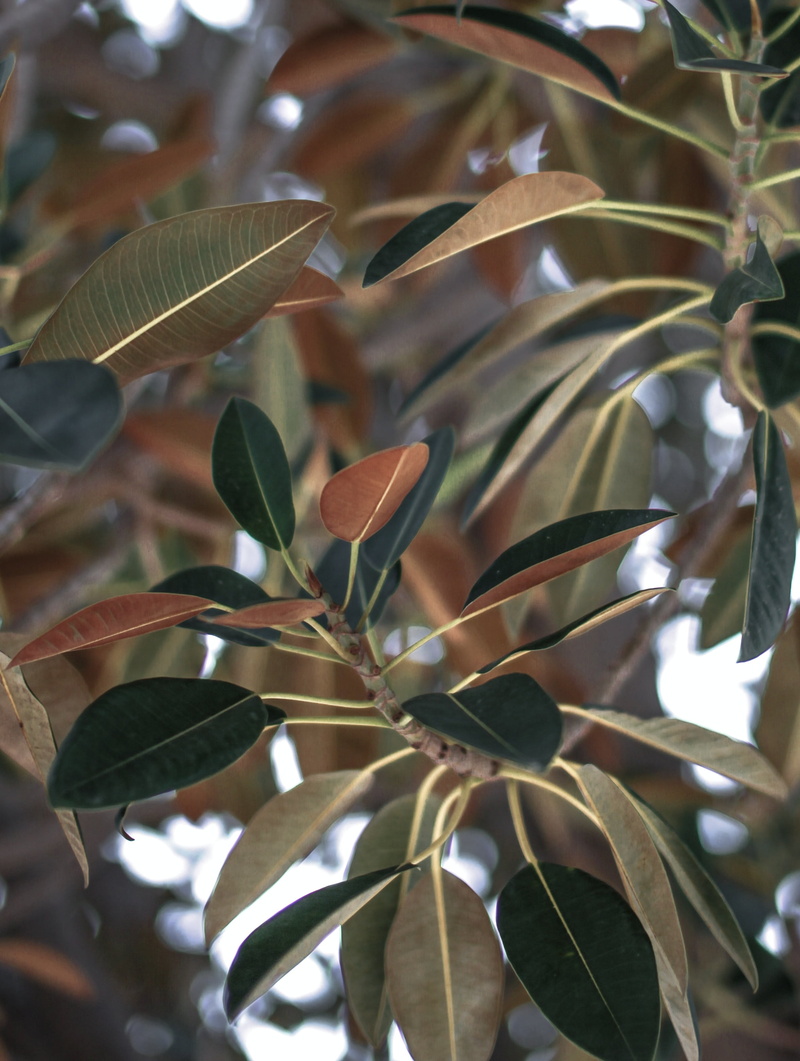2K, focus on foreground, leaves, photography, day, no people, olive tree, green, food, plant part, outdoors, close, beauty in nature, freshness, branch