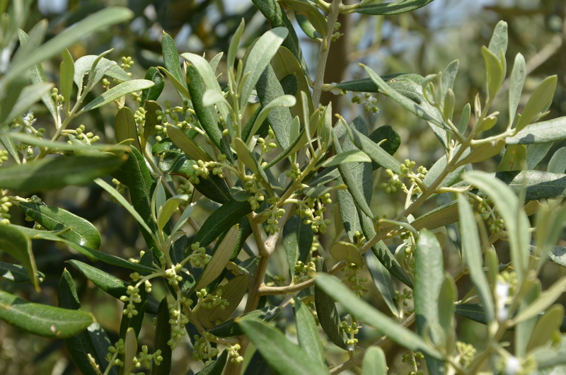vegetable, no people, olio, green color, oliva, nature, field, day, selective focus, plant part, beauty in nature, farm, 2K, food, olives, leaf, backgrounds