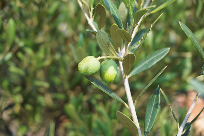 outdoors, agriculture, olives, nature, food, healthy eating, olive branch, green olives, plant, green, beauty in nature, green color, wellbeing, close-up