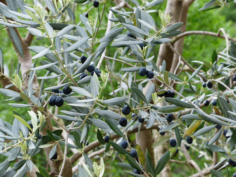 branch, healthy eating, fruits, olive branch, green color, plant part, olive tree, blueberry, food and drink, leaf, no people, close-up, plantation, beauty in nature
