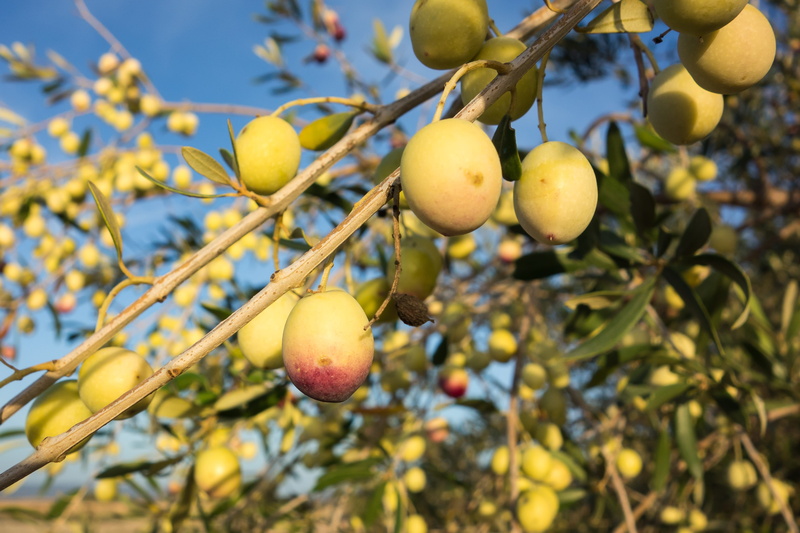 food and drink, Olive, Olivas, Nature, focus on foreground, freshness, hanging, Fruit, branch, growth, summer, Olives, harvest, close-up, plant part, green Color
