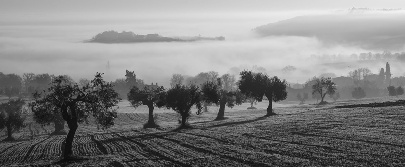 tranquil scene, plant, tranquility, scenics - nature, nature, tree, autumn, sky, fog, morning, rural scene, 2K, land, castelfidardo, beauty in nature
