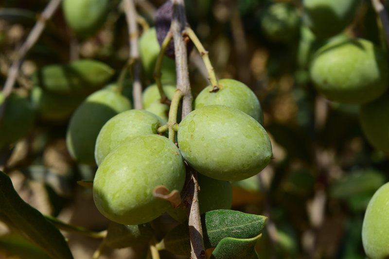 real tree, healthy eating, outdoors, freshness, green, agriculture, tree, olive tree, plant, no people, nature, growth, branch, wellbeing, food, ripe, close-up