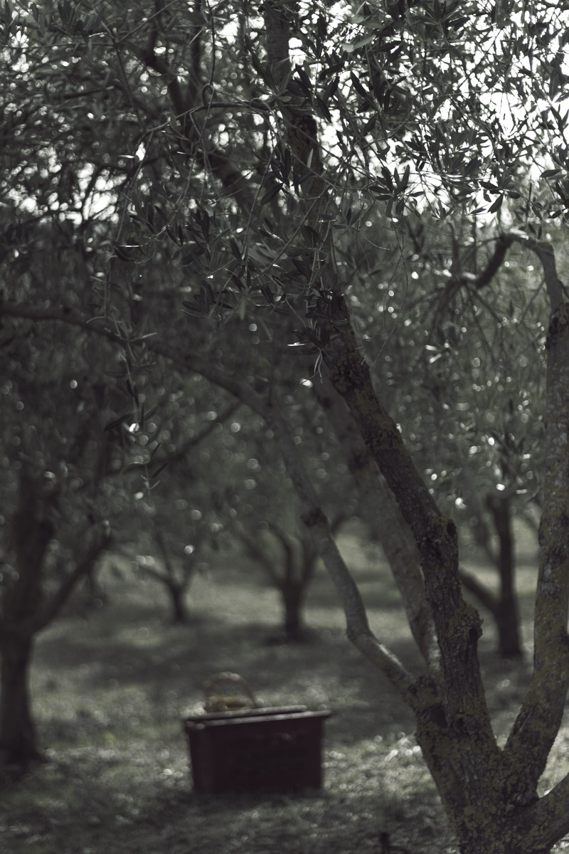 selective focus, olive, tranquil scene, plant, tree trunk, tuscany, day, focus on foreground, tree, green, olive harvest, 2K, branch, forest, olives, italy