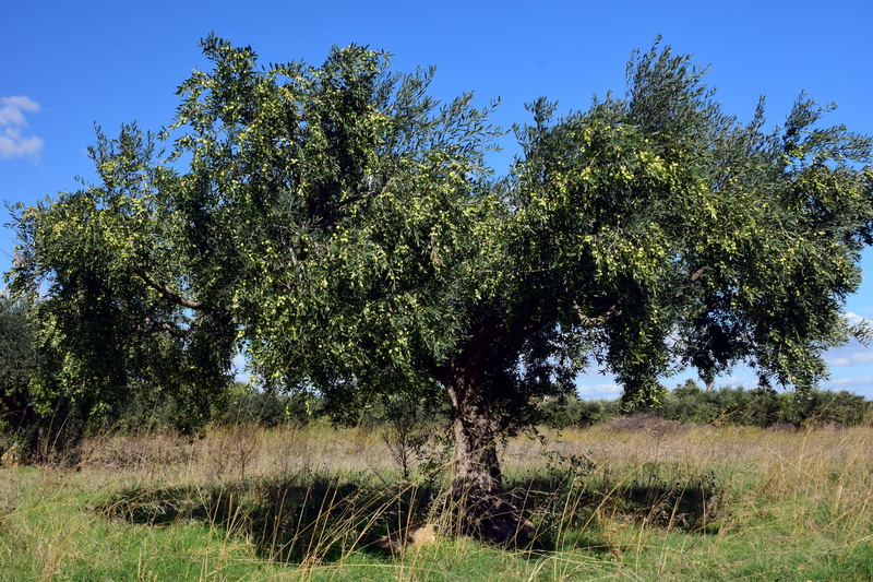 nature, olive tree, mediterranean, sicily, no people, close, green olive, fresh olives, tranquil scene, tranquility, growth, grass, outdoors, real tree